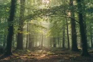 Portail GFI : Inetum ou groupement forestier ?